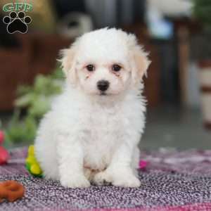 Charlie, Bichon Frise Puppy